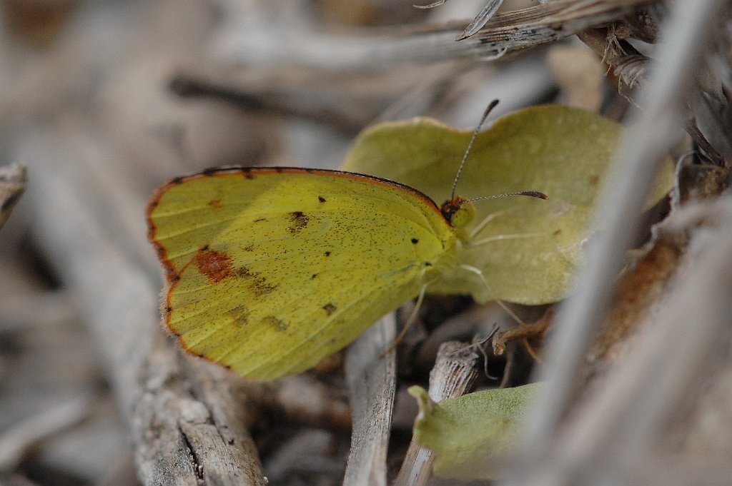 105 2012-12308399 Santa Ana NWR, TX.JPG - Little Sulphur (Eurema lisa) Butterfly. Santa Ana National Wildlife Refuge, TX, 12--30-2012